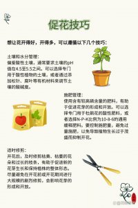杜鹃花怎么养才能爆盆 如何才能让杜鹃花在盆栽中茁壮成长？