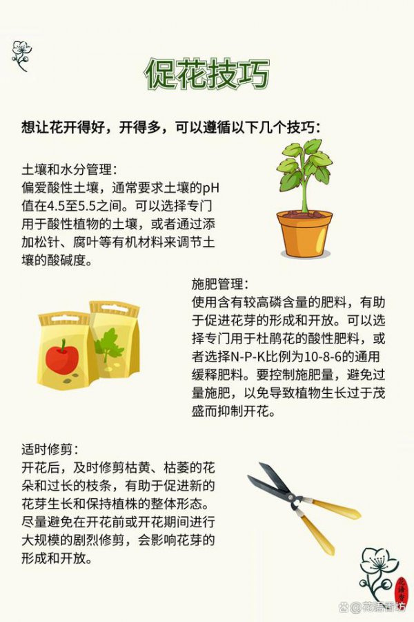 杜鹃花怎么养才能爆盆