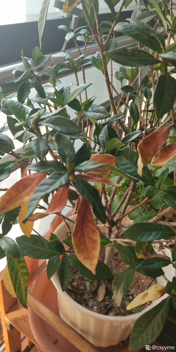杜鹃花叶子干枯一碰就掉怎么解决