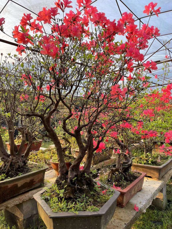 野生杜鹃花老桩怎么养