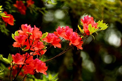 杜鹃花什么季节开花 杜鹃花开在什么季节？