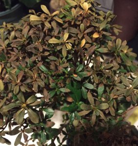 杜鹃花叶子一碰就掉怎么办 杜鹃花叶子掉落太快怎么办？