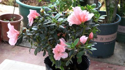 怎样在冬季养好杜鹃花 冬季如何正确养护杜鹃花