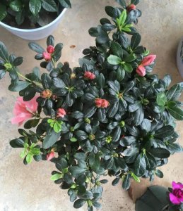 杜鹃花有花苞怎么养 养护有花苞的杜鹃花