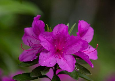 紫色杜鹃花的花语是什么 紫色杜鹃花的象征意义