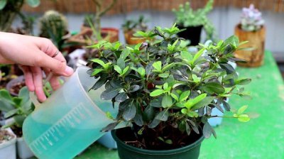 杜鹃花能用淘米水吗 杜鹃花能使用米水吗？