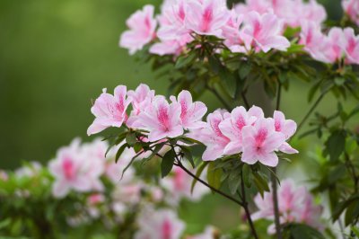 杜鹃花图片大全 大合集杜鹃花的图片
