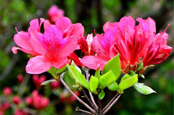 杜鹃花什么品种最好