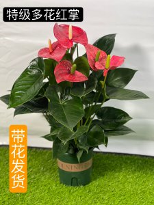 红掌的风水寓意 红掌带来的风水寓意