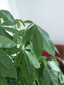 发财树叶子下垂能恢复吗 发财树叶子下垂能否恢复？