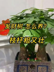 发财树怎么养能长得更快 如何让发财树生长更快？