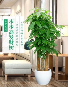 发财树单根还是三根好 发财树一根VS三根哪个更好？