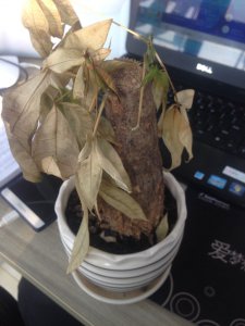 发财树树干变软能救吗 发财树树干软了怎么办？