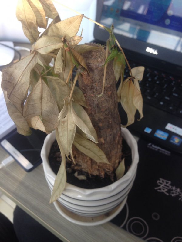 发财树树干变软能救吗