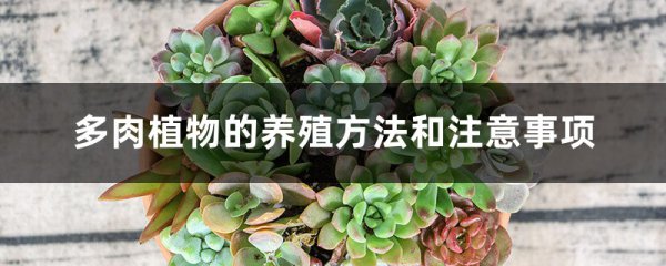 多肉植物的冬季养护方法是什么