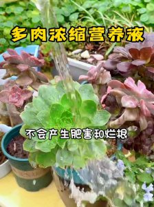 多肉能不能浇营养液 多肉适合施用营养液吗？