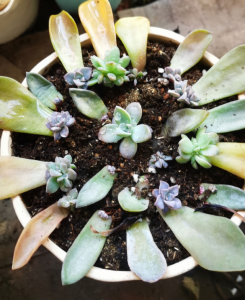 多肉一片叶子怎么种 多肉植物一片叶子如何繁殖？