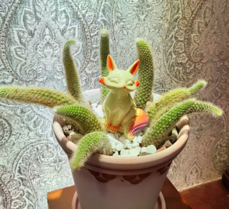 多肉植物九尾狐怎么养 如何养护多肉植物九尾狐