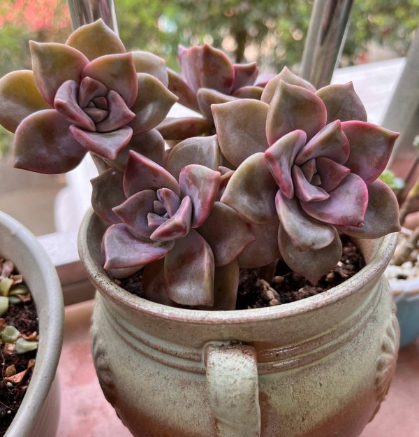 紫乐多肉怎么出侧芽