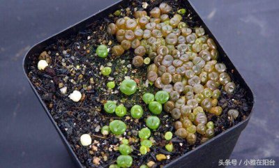 多肉怎么取种子 如何让多肉植物结种子？