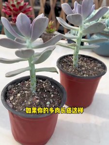 多肉徒长后怎么处理 多肉植物过长如何处理