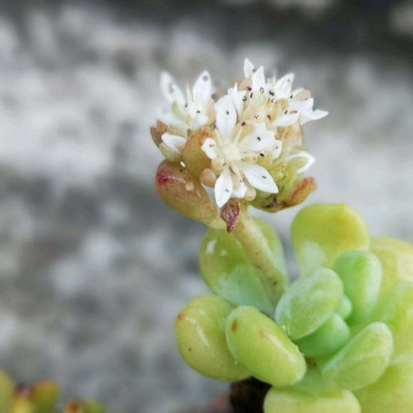 多肉花瓣掉了什么原因
