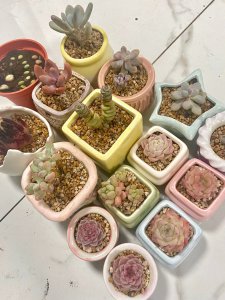 网购回来的多肉怎么种 网购多肉植物如何种植？