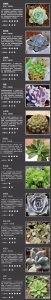 多肉植物怎么养才分叉 多肉植物如何养护才能分枝