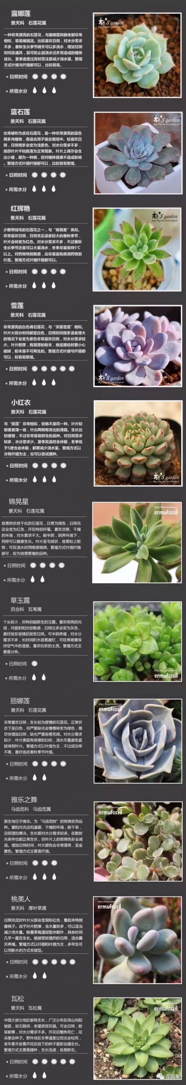 多肉植物怎么养才分叉