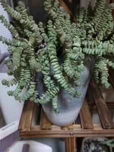 多肉钱串叶子干瘪怎么办 多肉植物叶子干燥怎么处理？