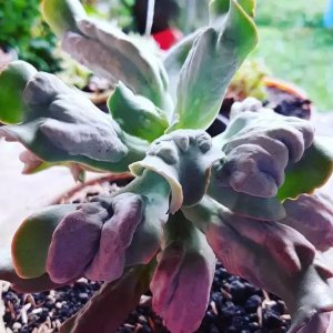 十大难养多肉 十大养护困难的多肉植物