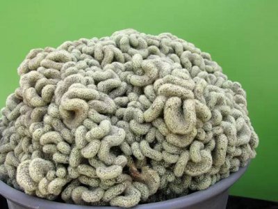十大最丑多肉 十大外形奇特的多肉植物