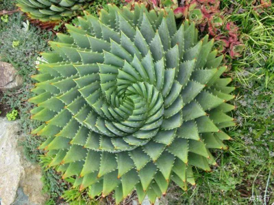 十大最贵多肉是什么 十大价值最高的多肉植物是什么？