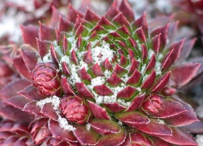 冬天冻不死的多肉是哪些 哪些多肉植物能在冬天不受冻害？