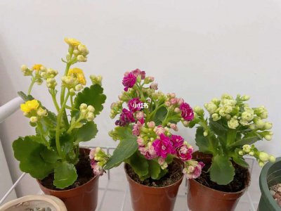 长寿花是不是多肉植物 长寿花是否属于多肉植物？