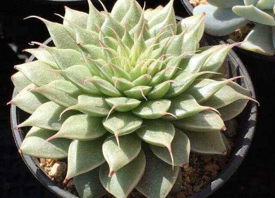 最耐阴的多肉有哪些 哪些多肉植物最适合在阴暗环境下生长？