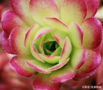 香味最浓的多肉 香气浓郁的多肉植物