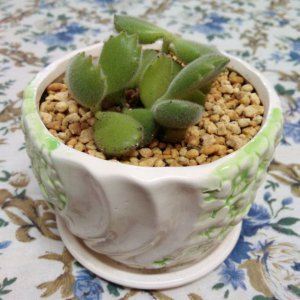 多肉植物用什么土养比较好 多肉植物适合什么土壤养殖效果更佳？