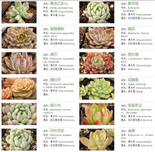 不适合露养的多肉名单 不适合户外生长的多肉植物清单