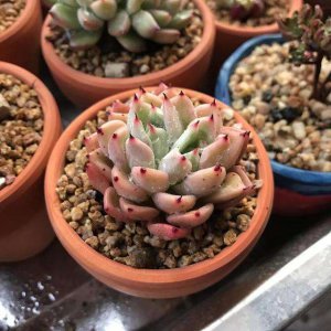 白醋喷多肉可不可以 多肉喷洒白醋的效果是否可行？
