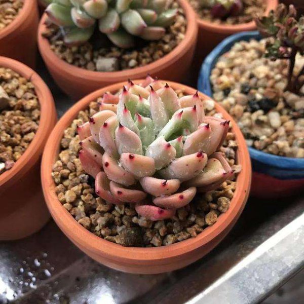 白醋喷多肉可不可以