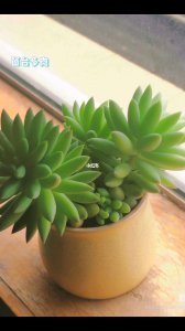 多肉植物不晒太阳好吗 多肉植物适合不直晒太阳吗？