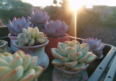 多肉植物喜欢阳光吗 多肉植物需要阳光吗？