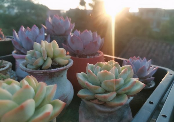 多肉植物喜欢阳光吗