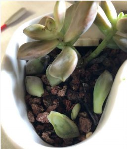 多肉叶子掉了怎么养活 多肉植物掉叶后如何抢救