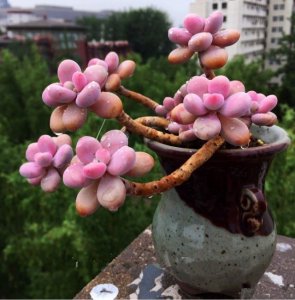 最适合新手养的多肉植物 适合初学者的多肉植物选择
