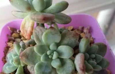 多肉植物的叶片为什么软塌塌 多肉植物为什么叶片变软塌塌？