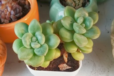 春天怎么养多肉 如何在春季养护多肉植物