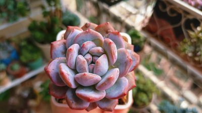 2022最火多肉有哪些 2022年最受欢迎的多肉植物有哪些？