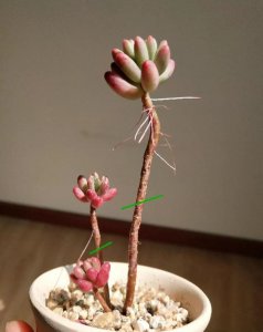 多肉植物为什么会徒长 多肉植物为何会长得很高？